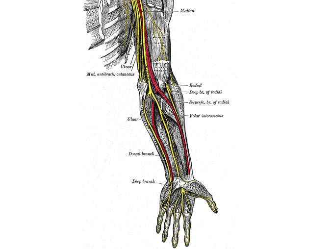 A team of surgeons succeeded in attaching individual nerves from above the zone of the spinal injury to nerves below the trauma site. This photo was taken from Wikipedia to serve a symbolic purpose.