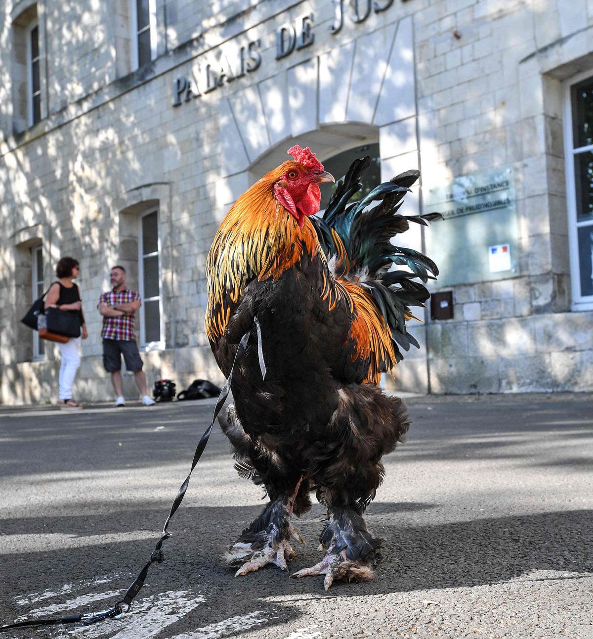 A rooster stands outside the high court (Tribunal de Grande Instance) in Rochefort, western France, on 4 July 2019 where the justice is set to rule on whether a lively cockerel should be considered a neighbourly nuisance in a case that has led to shreiks of protest in the countryside. Photo: AFP