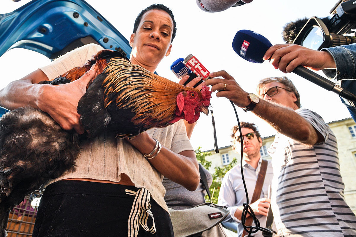 A woman holding a rooster in her arms talks to the press in Rochefort, western France, on 4 July, 2019 where the high court (Tribunal de Grande Instance) is set to rule on whether a lively cockerel should be considered a neighbourly nuisance in a case that has led to shreiks of protest in the countryside. Photo: AFP