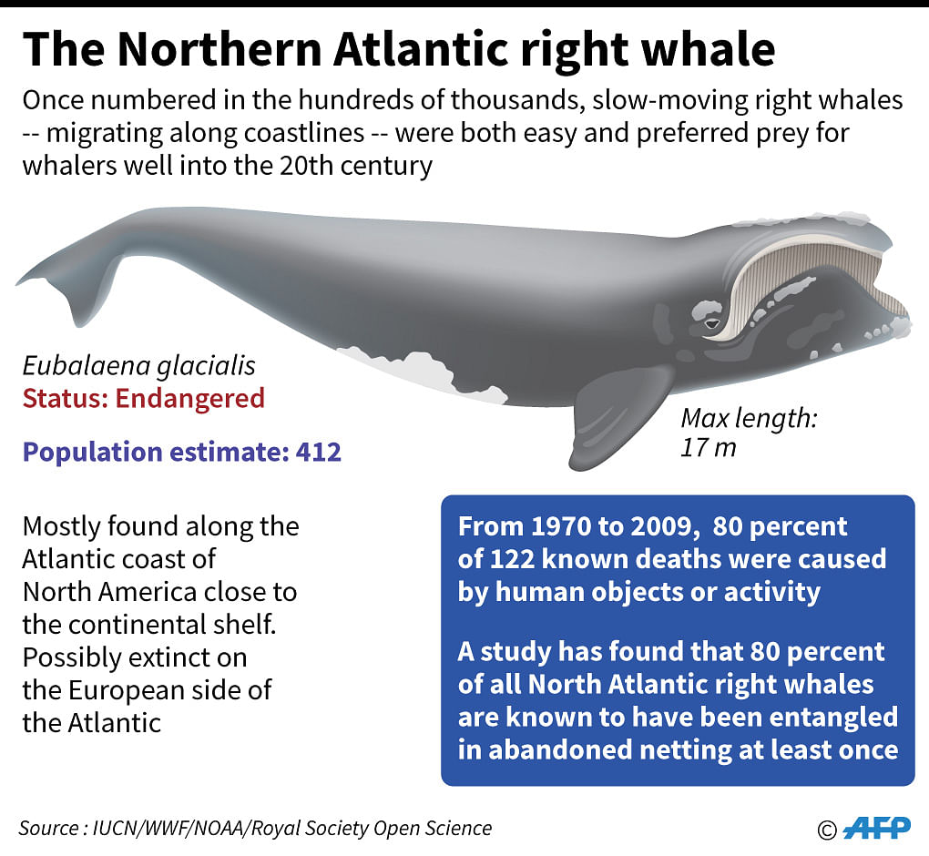 Factfile on the endangered North Atlantic right whale. AFP