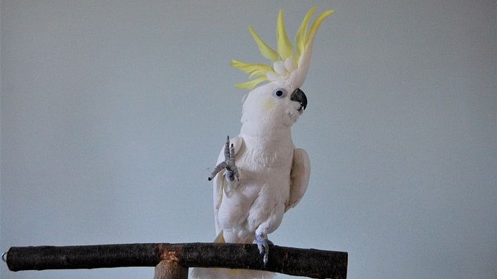 Snowball the dancing cockatoo. Photo: Collected