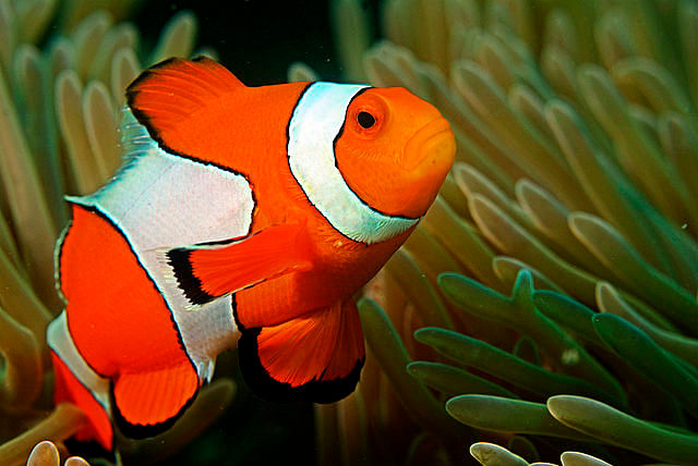 Light pollution puts Nemo`s offspring at risk. Photo: Collected