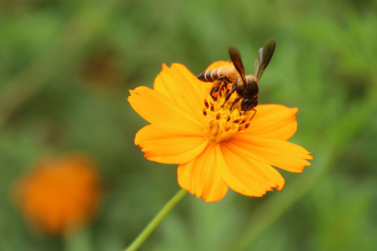 A bee collects honey from Cosmos flower in Atgharia upazila, Pabna on 12 July. Photo: Hasan Mahmud