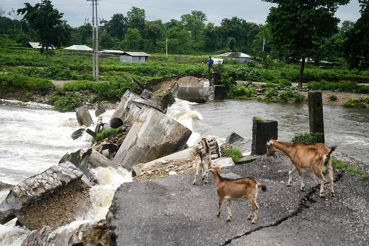 Indian villagers and goats stand near the portion of a broken bridge connecting nearby villages, carried away by floods, at Taipu village some 25 kms from Siliguri on 12 July, 2019. Photo: AFP