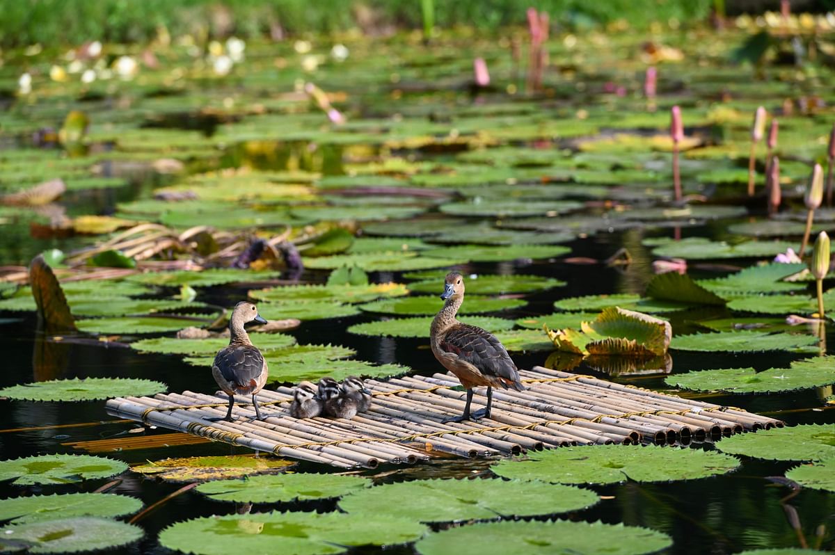 Two fully grown and young lesser whistling ducks are seen on a bamboo raft in a pond at the Gardens by the Bay in Singapore on 17 July 2019. Photo: AFP