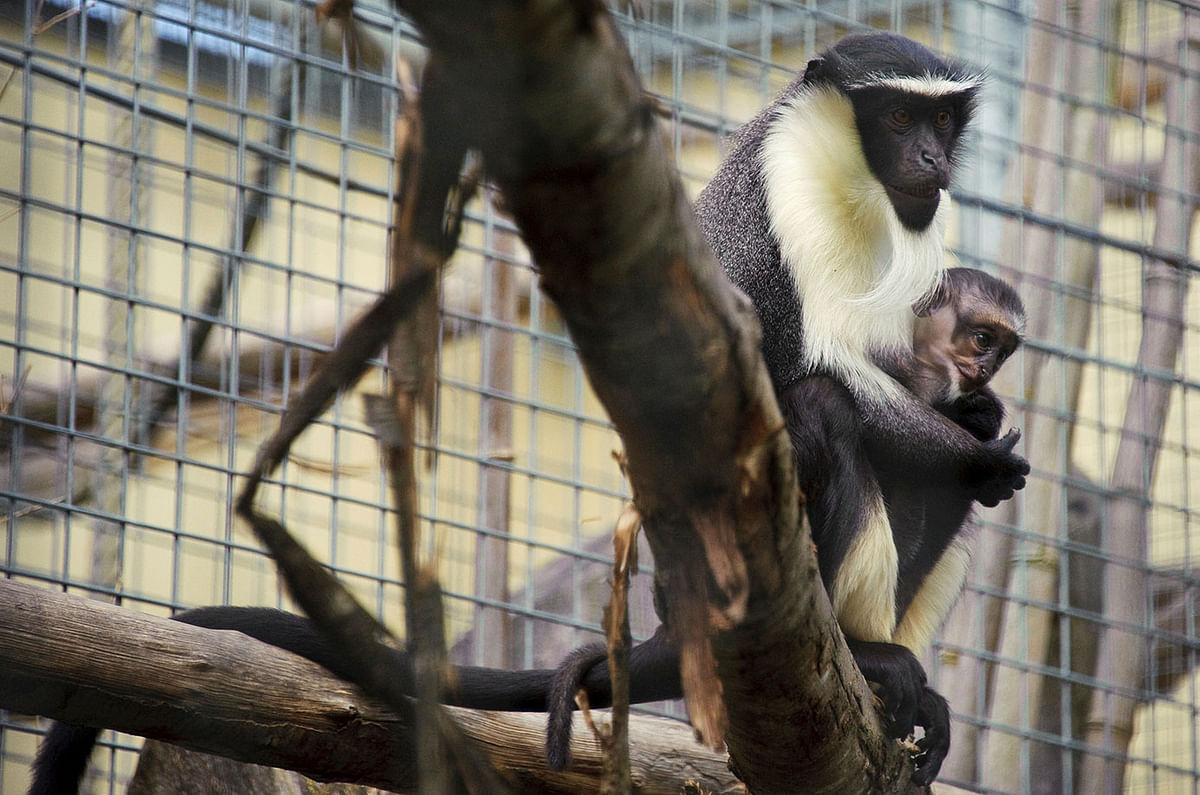 This file photo taken on 02 August 2012 at the zoo in Mulhouse, eastern France shows Owabi (R), a two-week-old monkey cub of the Cercopithecus roloway family, one of the 25 most endangered primate species in the world, with its mother, Nyaga. Photo: AFP