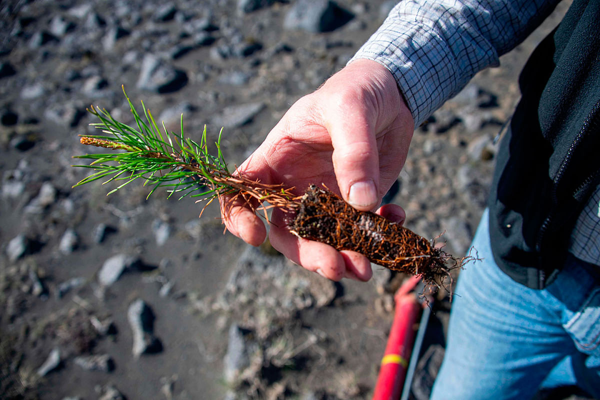 Adalsteinn Sigurgeirsson, Deputy director of the Icelandic Forest Service takes part in tree planting at Lava filde near Thorlakshofn, Iceland on 21 May 2019. Photo: AFP