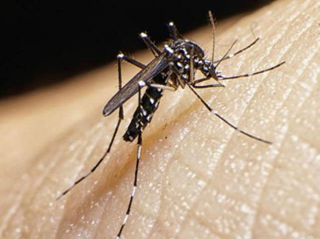 Female aedes mosquito