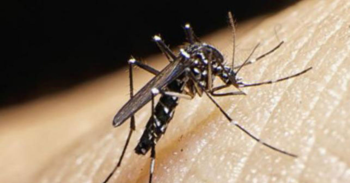 dengue-240-more-hospitalised