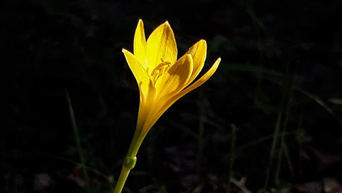 A yellow grass flower gleams in sunlight in Crescent Jute Mill area of Khulna on 20 July, 2019. Photo: Saddam Hossain