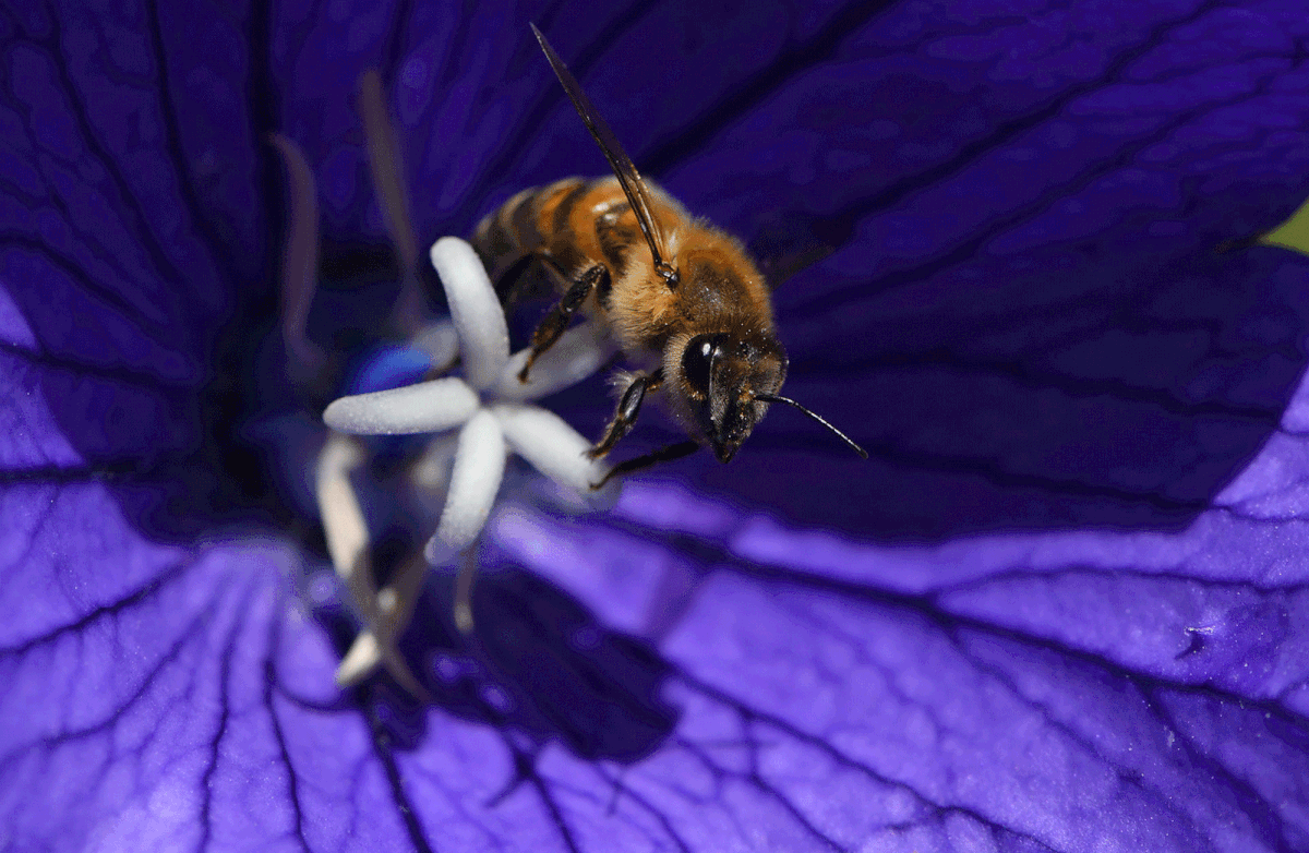 A bee sits on a flower at the botanical garden on 19 July, 2019 in Bochum, western Germany. Photo: AFP