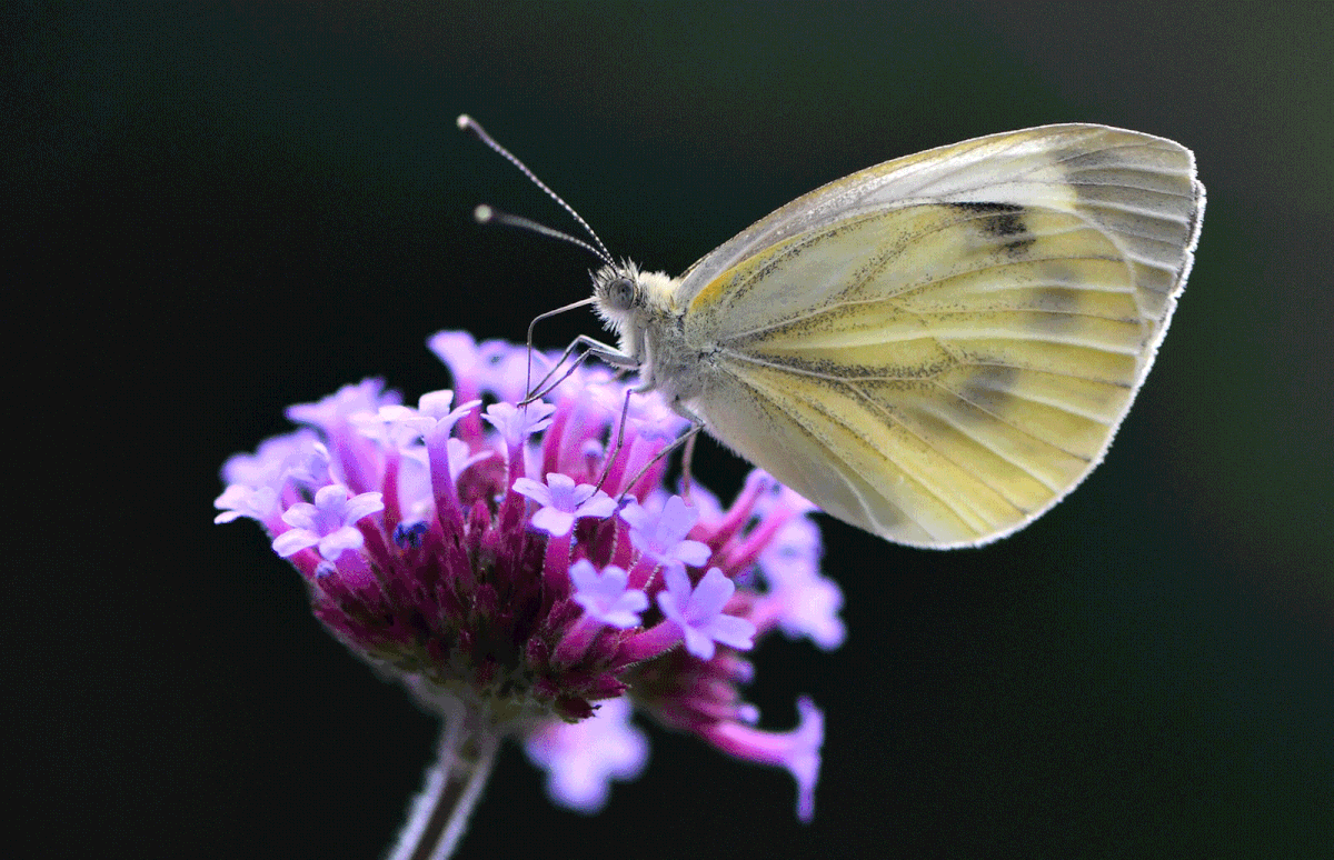 butterfly sits on a flower at the botanical garden on 19 July, 2019 in Bochum, western Germany. Photo: AFP