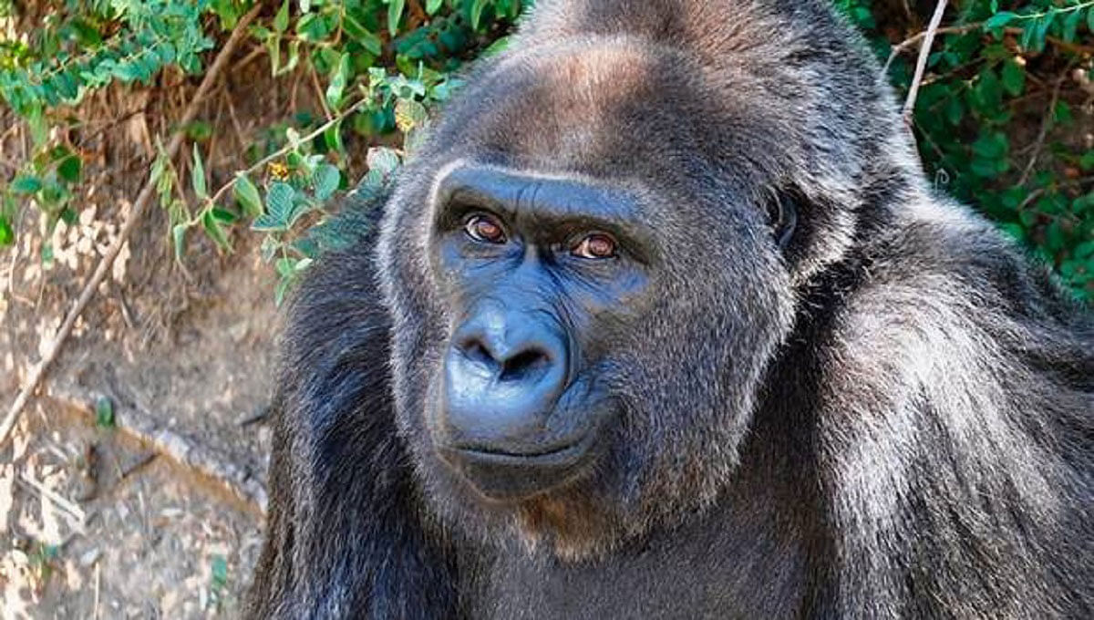 Believed to be the oldest Western Lowland gorilla Trudy. Photo: UNB/AP