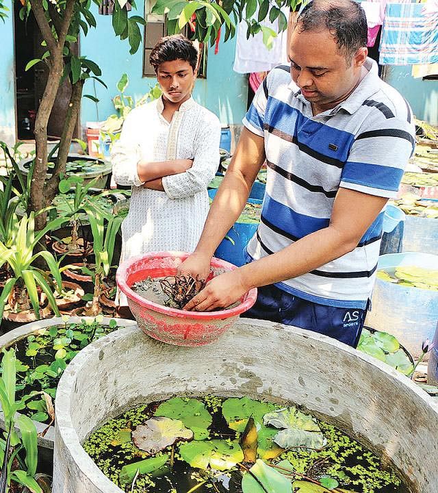 Raqibul Hasan tends to his aquatic plants in Narayanganj recently. Photo: Prothom Alo
