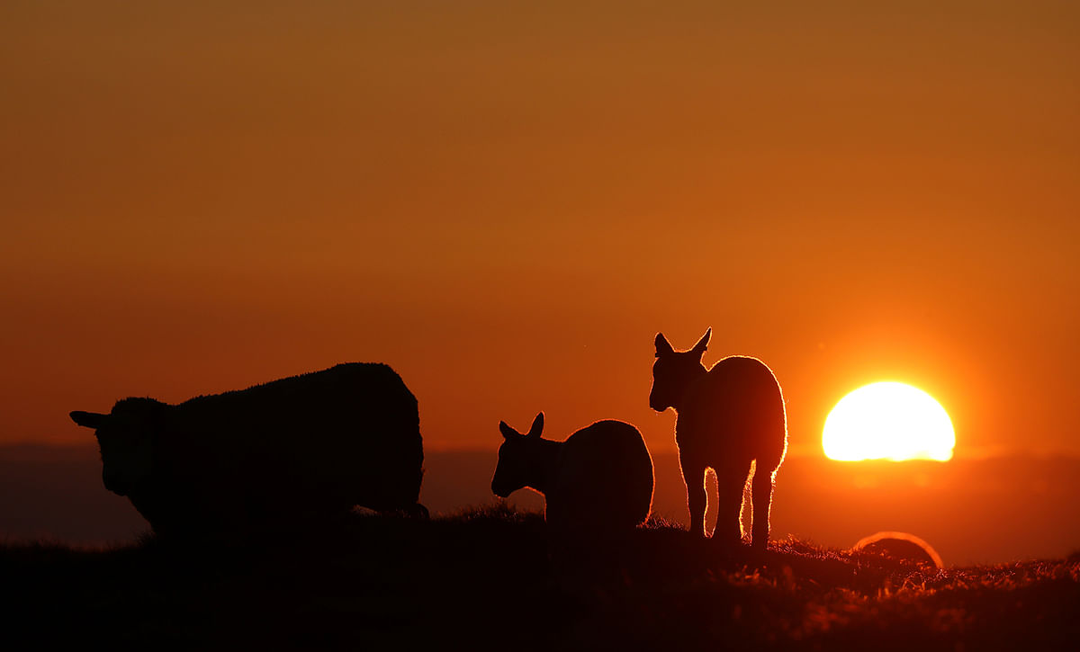 The setting sun illuminates the clouds as sheep graze in a field during the Cloud Appreciation Society`s gathering in Lundy. Photo: Reuters