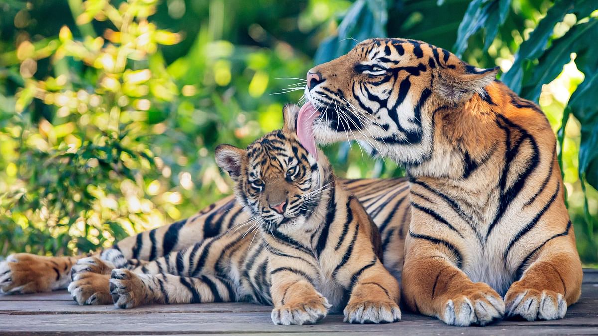 This handout photograph taken on 11 June and released by the Taronga Zoo on 29 July to coincide with International Tiger Day, shows Sumatran tiger Kartika with her seven-month old cub, one of three born earlier this year, at the Taronga Zoo in Sydney. Photo: AFP