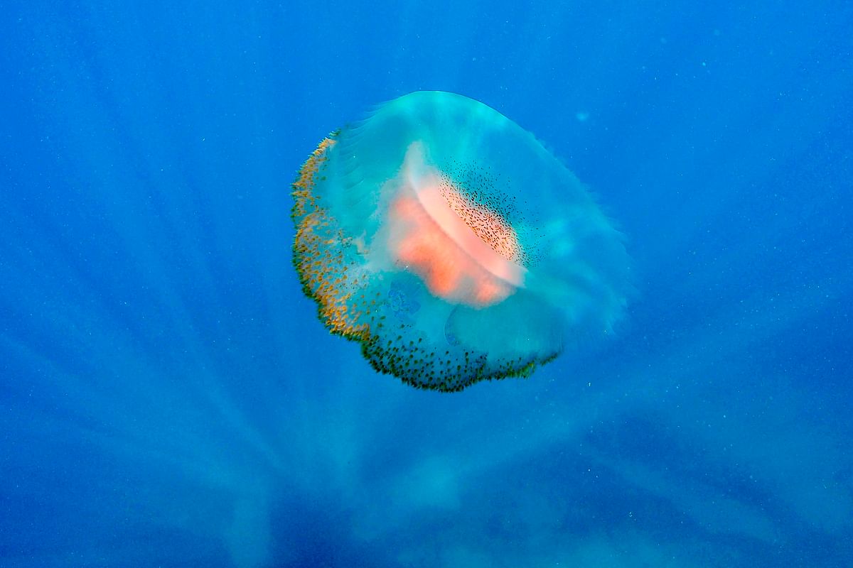 This underwater picture taken on 29 July, 2019, shows a jelly fish near a spearfishing practitioner off the coasts of the coastal city of Qalamun, north of Beirut. Photo: AFP