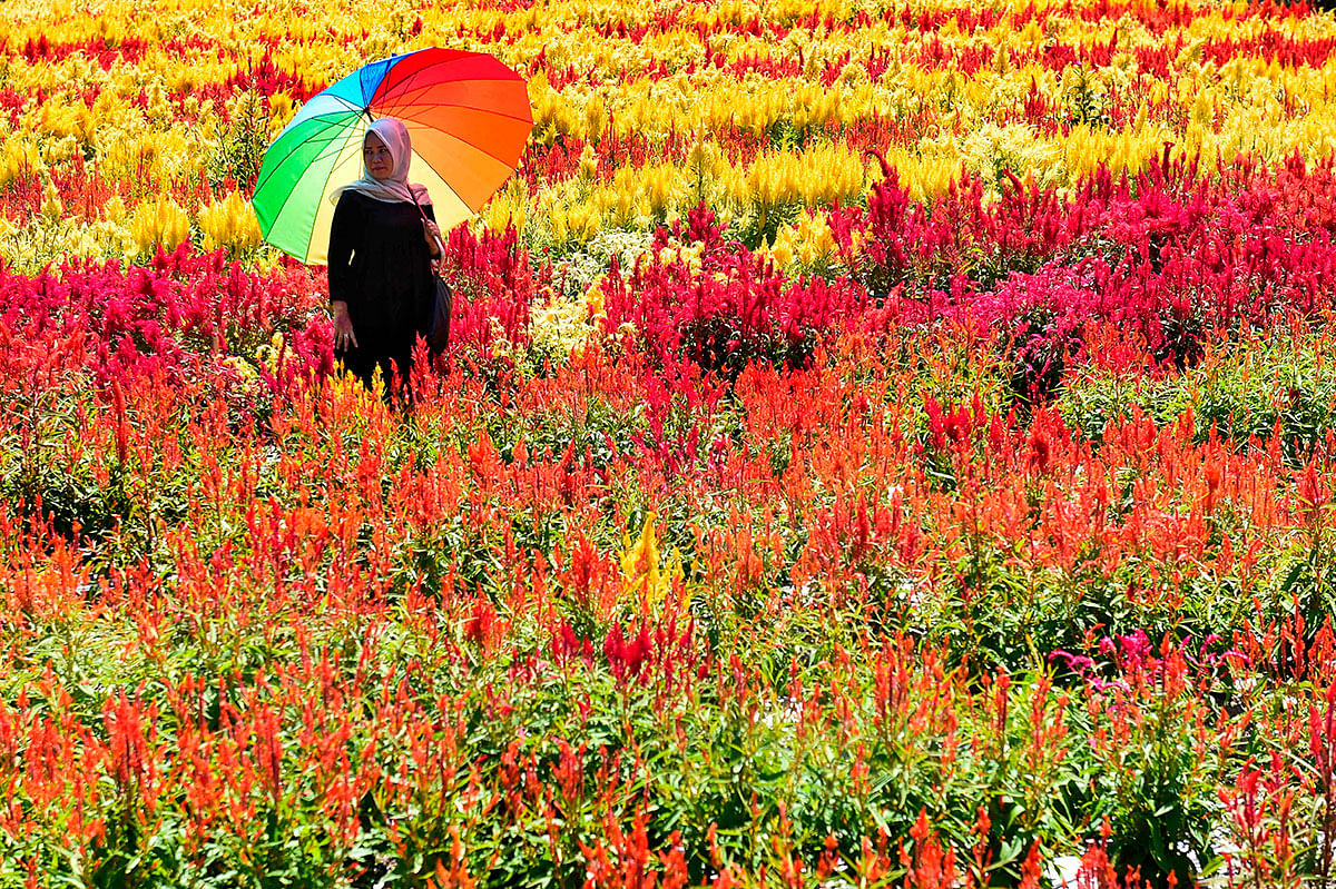 A woman looks on at a celosia flower garden in Tangse, Aceh province on 28 July, 2019. Photo: AFP