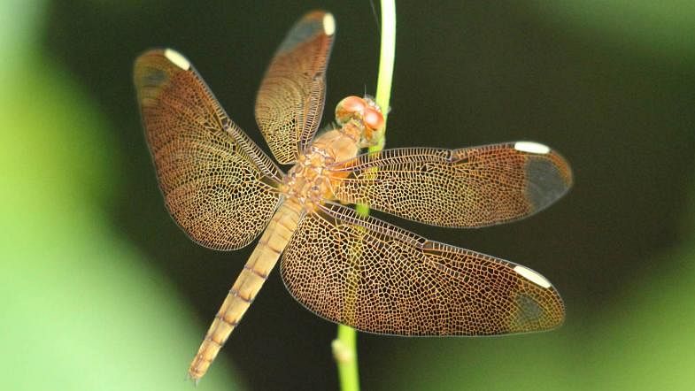 A dragonfly sitting on a tender shrub in Khagrachari on 30 July, 2019. Photo: Neerob Chowdhury