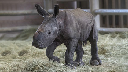 In this image courtesy of the San Diego Zoo, a day-old southern white rhino calf stands on its wobbly legs on 29 July 2019, at the Nikita Kahn Rhino Rescue Center at the San Diego Zoo Safari Park, in Escondido, California. The southern white rhino conceived through artificial insemination was born at the San Diego Zoo in what was called a historic milestone that could help save a subspecies from extinction. Photo: AFP