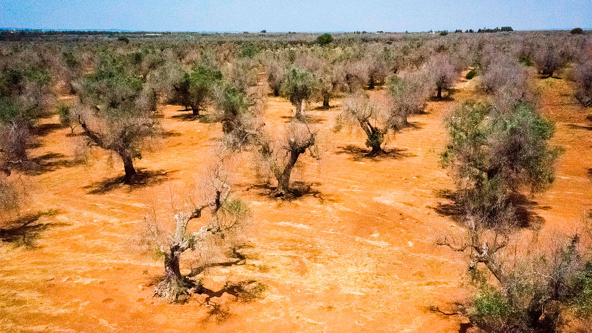 This aerial picture taken on 20 June 2019 near Gallipoli in the Salento peninsula, in Apuglia, southern Italy, shows olive trees infected with a disease called Xylella fastidiosa, a bacteria carried from tree to tree by a little bug, in a field belonging to the Mediterranean Agronomic Institute (CNR) and used for research against the disease. Photo: AFP