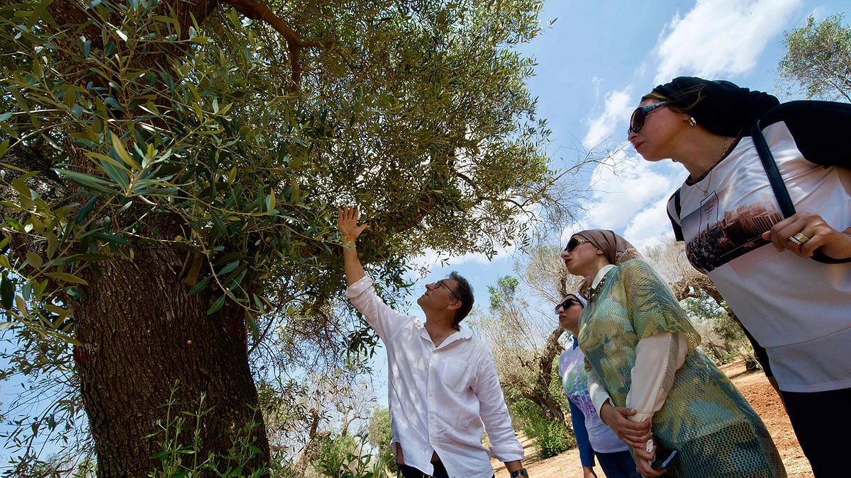 A researcher (C) at the International Center for Advanced Mediterranean Agronomic Studies (CIHEAM) shows an infected olive tree onto which grafting has been performed, in an olive tree field belonging to the Mediterranean Agronomic Institute (CNR) near Gallipoli, and used for research on Xylella disease, a bacteria carried from tree to tree by a little bug, on 20 June 2019 as part of a training with Egyptian agronomists (R). Photo: AFP