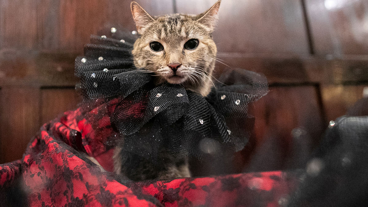 Mrs. Parberry, dressed inspired by the flamenco dress, is seen at backstage before the Algonquin Hotel’s Annual Cat Fashion Show in the Manhattan borough of New York City. Photo: Reuters