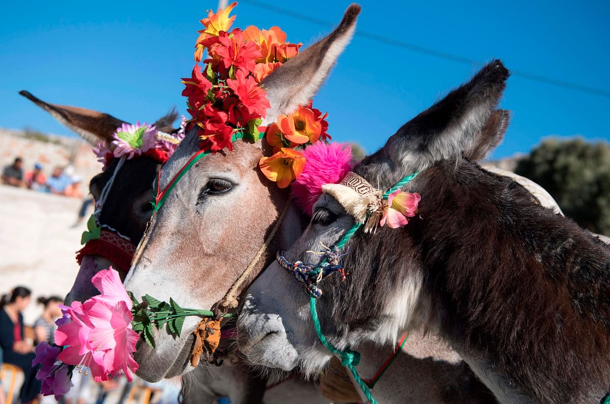 This picture shows the beauty pageant winner donkey, Cleopatra (1st-R), at the festival `Festibaz` in the village of Beni Ammar on 28 July 2019. Photo: AFP