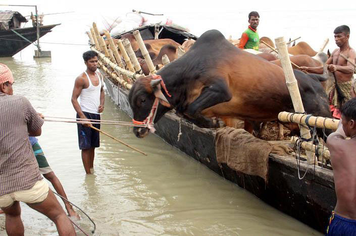 Traders are unloading cattle from a boat at Aricha Ghat in Manikganj ahead of Eid-ul-Azha. Muslims sacrifice animal during Eid ul-Azha. Photo: Abdul Momin
