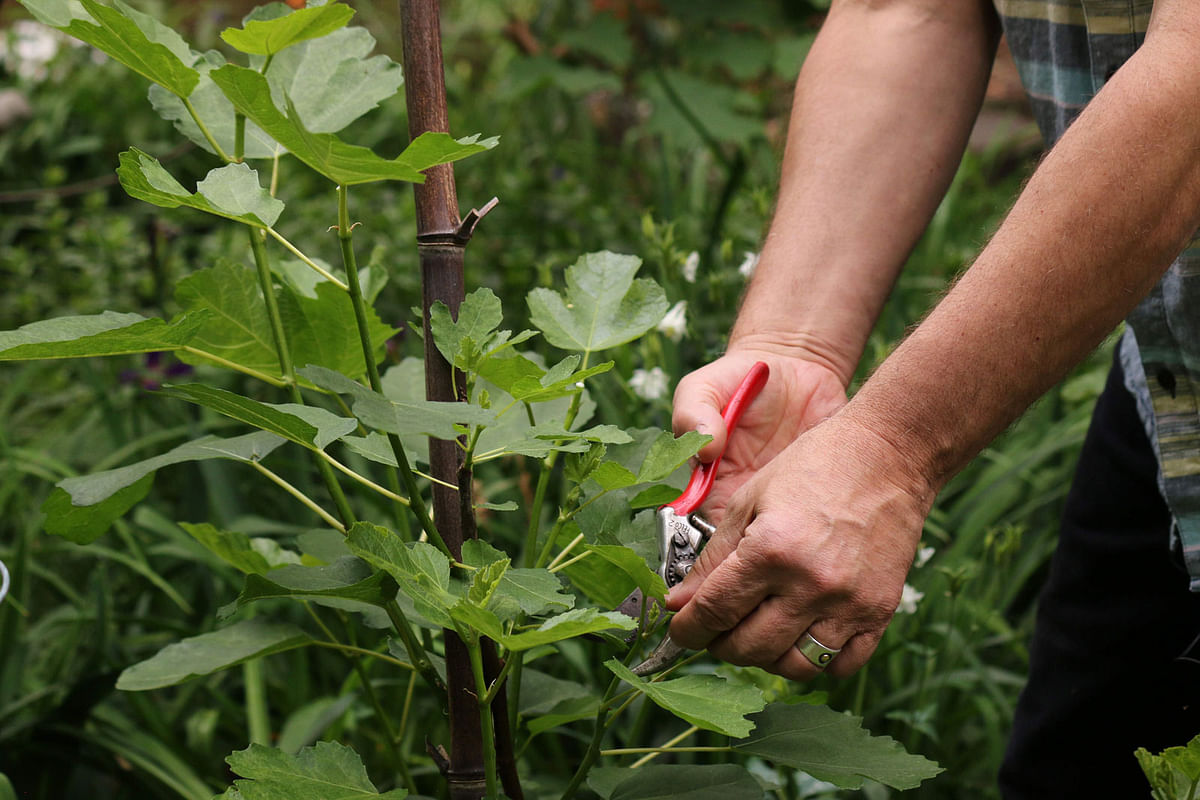 In this file photo taken on 22 May 2019 Jim Nichols tends his `rewilded` garden, a type of garden aimed at restoring and protecting natural processes in Takoma Park, Maryland. Photo: AFP