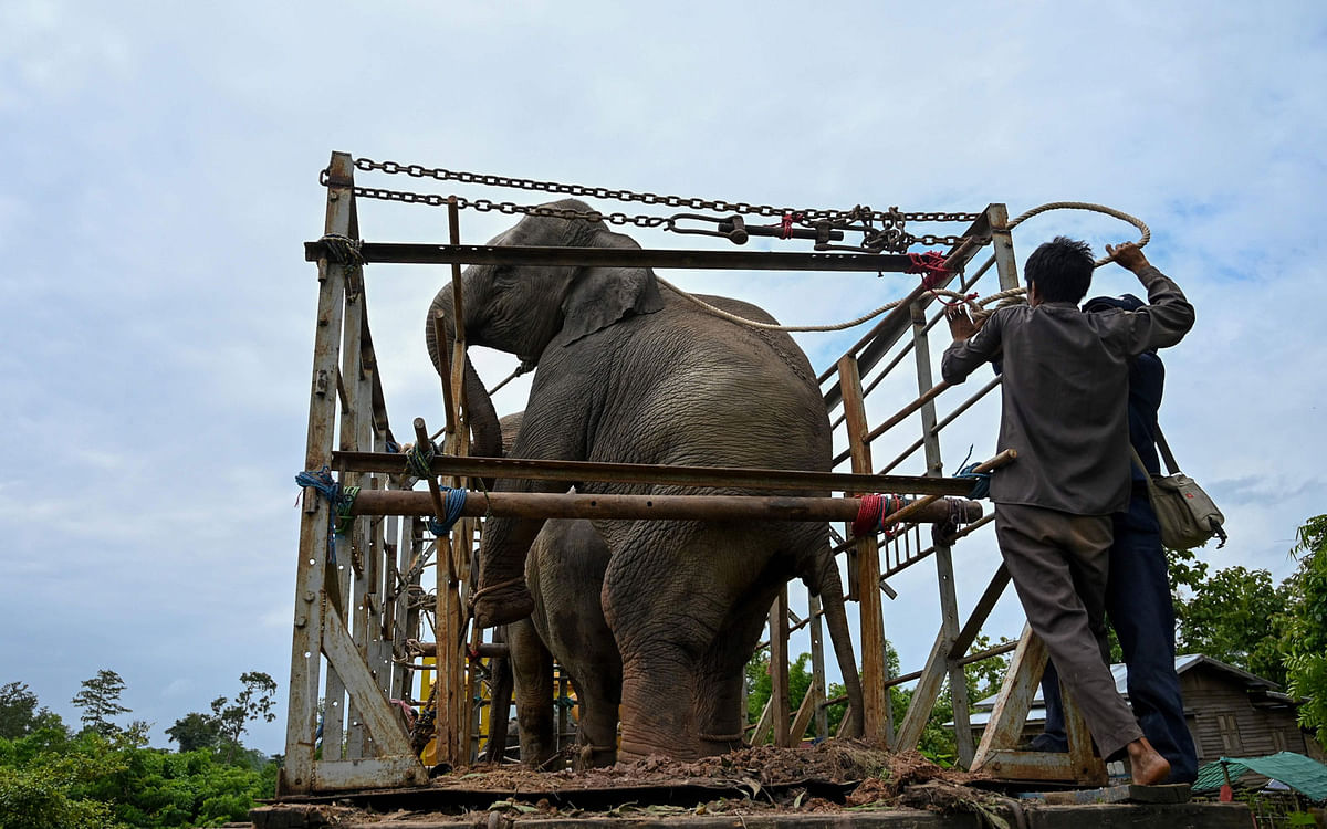 This photo taken on 3 August 2019 shows forest rangers preparing to release the wild elephants into the Zarmaye nature reserve located in the Bago region. Photo: AFP