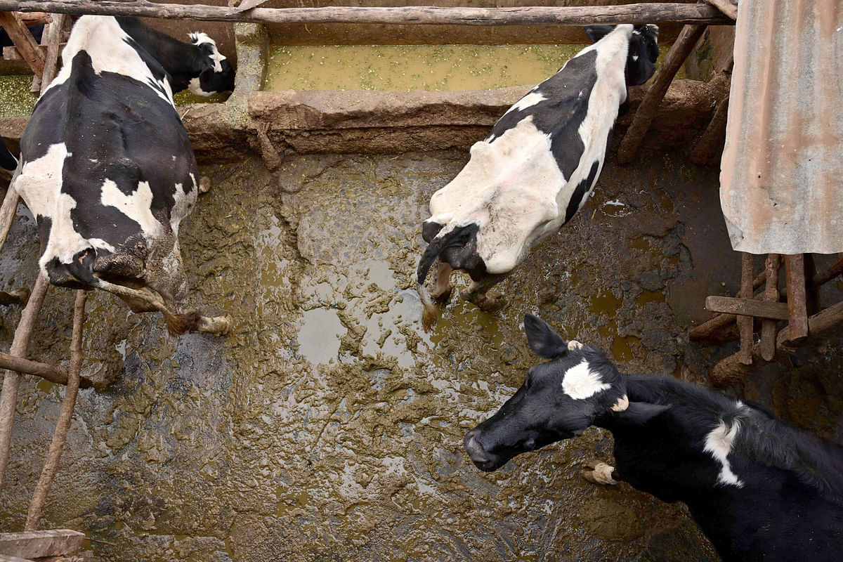 This photograph taken on 2 August 2019, shows dairy cattle in their pen at the Kenyan farmer, Josphat Muchiri’s farm in Kiambu county, Kenya, which provide much of the dung used in his fixed-dome biogas ‘digester’ at his farm. Photo: AFP