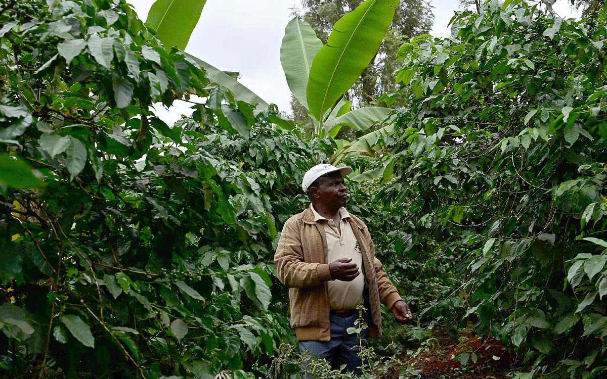 Kenyan farmer Josphat Muchiri looks at his flourishing coffee trees at his coffee plantation in Kiambu county on 2 August 2019, where he uses biogas domestically to cook while slurry running off his fixed-dome ‘digester’ is applied as rich manure to his crops. Photo: AFP