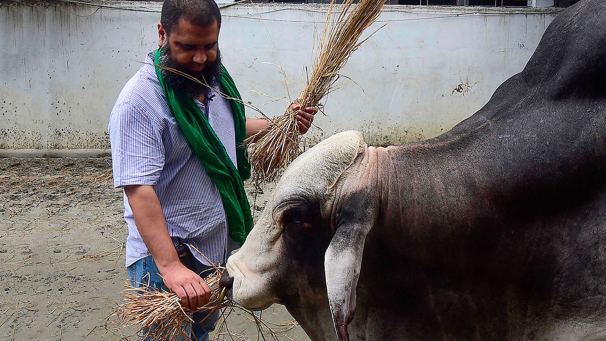 In this photograph taken on 7 August, 2019, Mohammad Imran Hossain, owner of Sadeeq Agro farm feeds `Boss`, the ox which was sold for a record price of 3.7 million taka (43,750 USD), in Dhaka. Photo: AFP