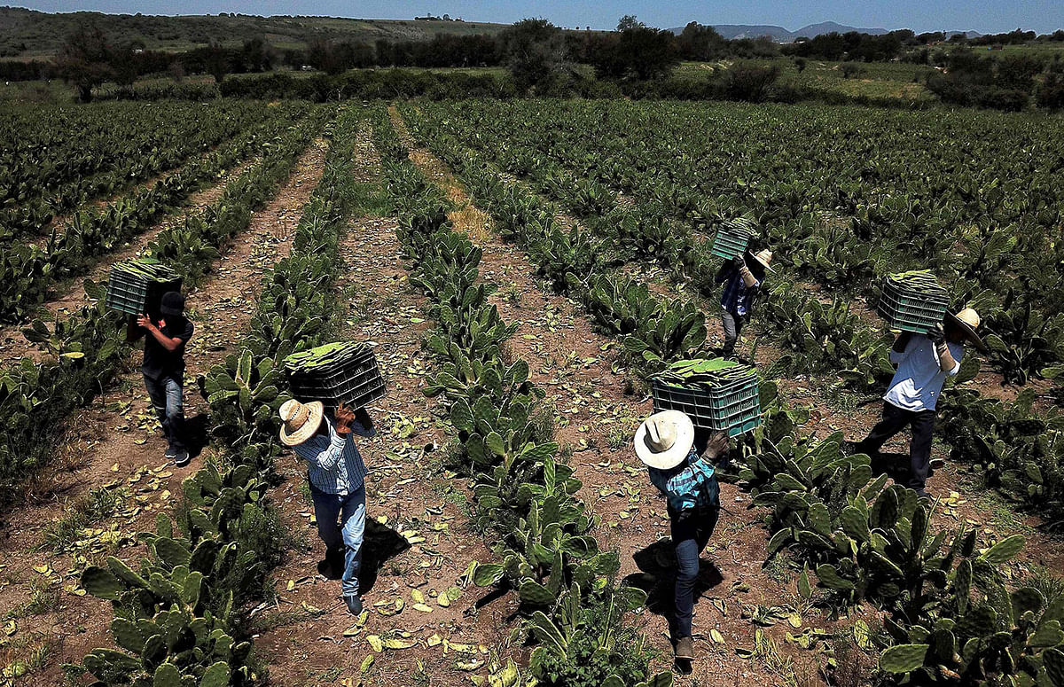 Workers collect white nopal in Zapopan, Jalisco state, Mexico, 1 August 2019. Photo: AFP