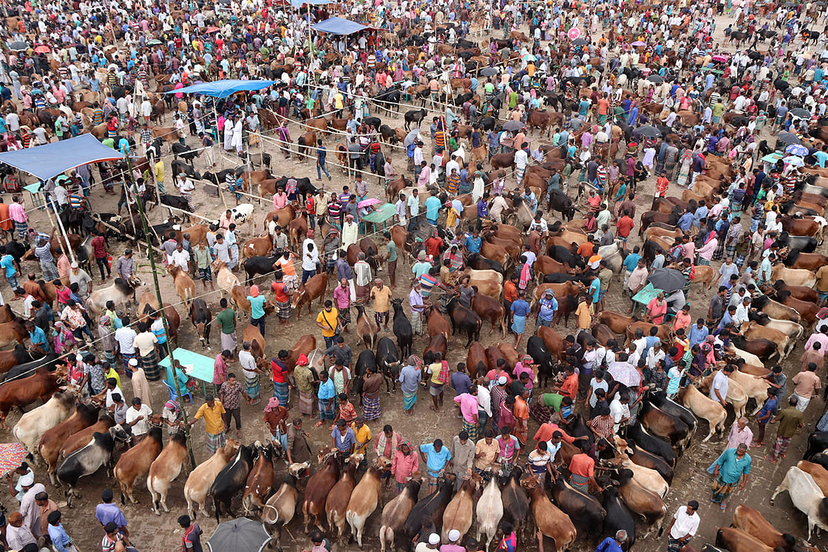 A bull is being taken to the market for sale.