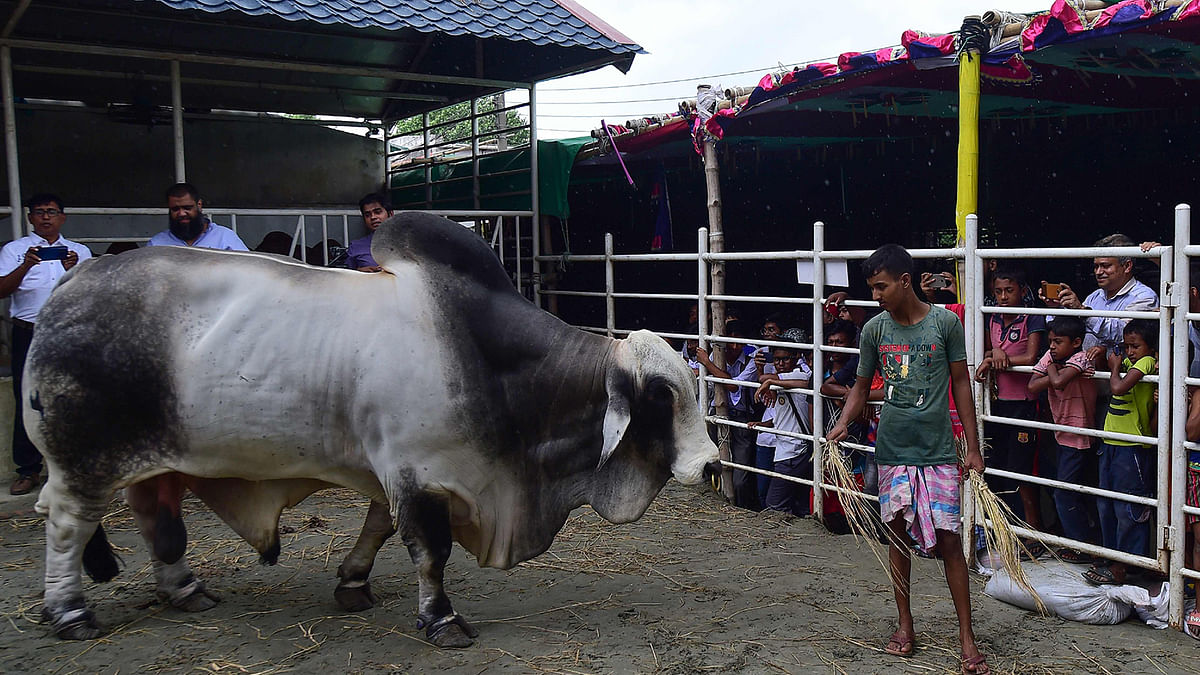 In this photograph taken on 7 August, 2019, onlookers gather as a worker of the Sadeeq Agro farm feeds `Boss`, the ox which was sold for a record price of 3.7 million taka (43,750 USD), in Dhaka. Photo: AFP