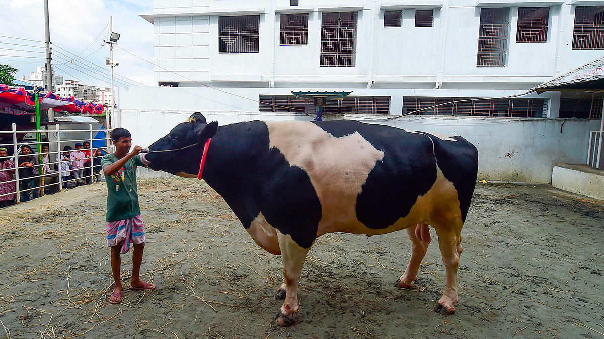 In this photograph taken on 7 August, 2019, a giant ox named Titanic walks inside the Sadeeq Agro farm in Dhaka. Photo: AFP