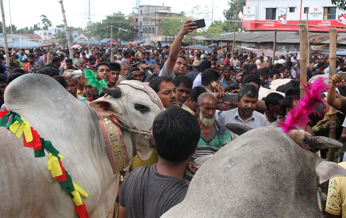 A customer is taking photo of a bull at the market.