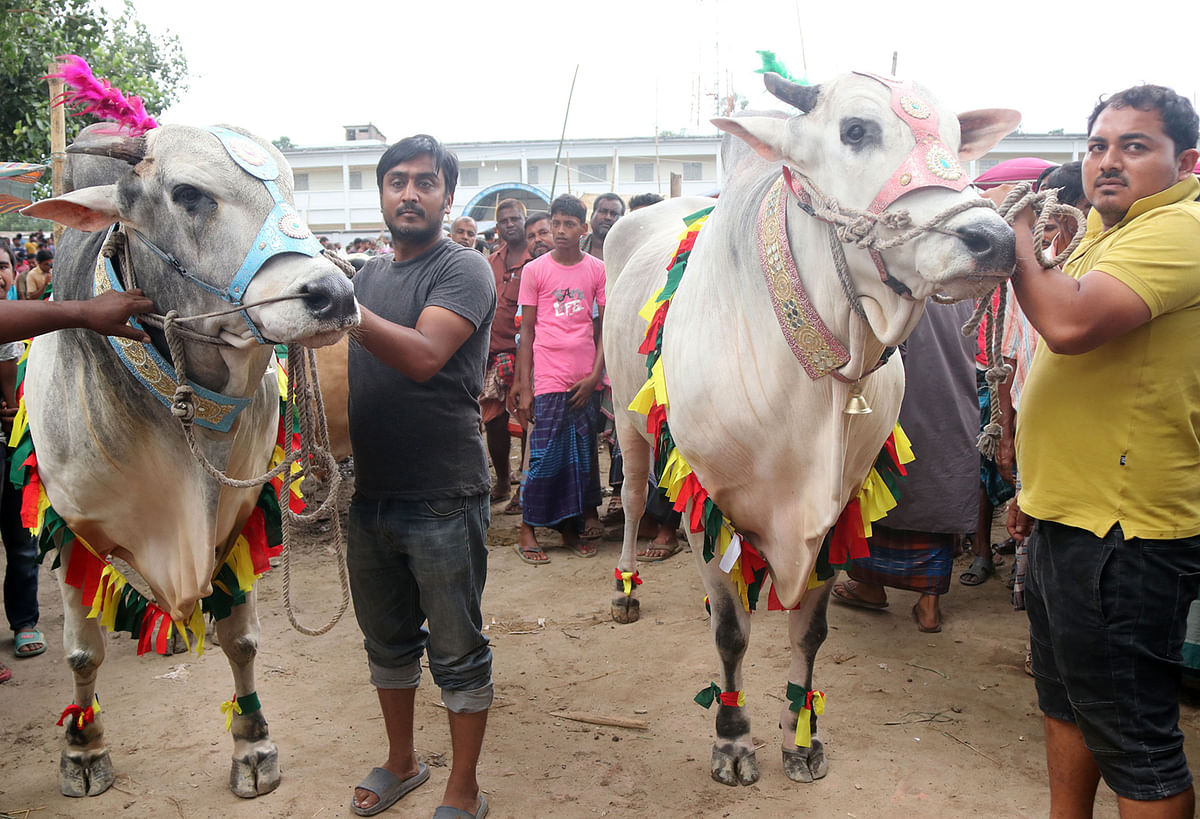 A certain Rahat Khan has brought his 800-kilogram bull at the market.