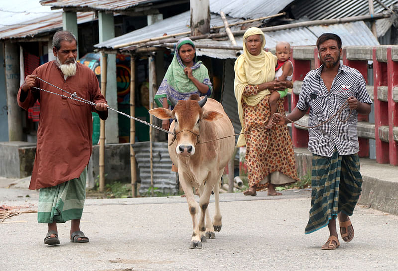 A bull is being taken to market for sale.