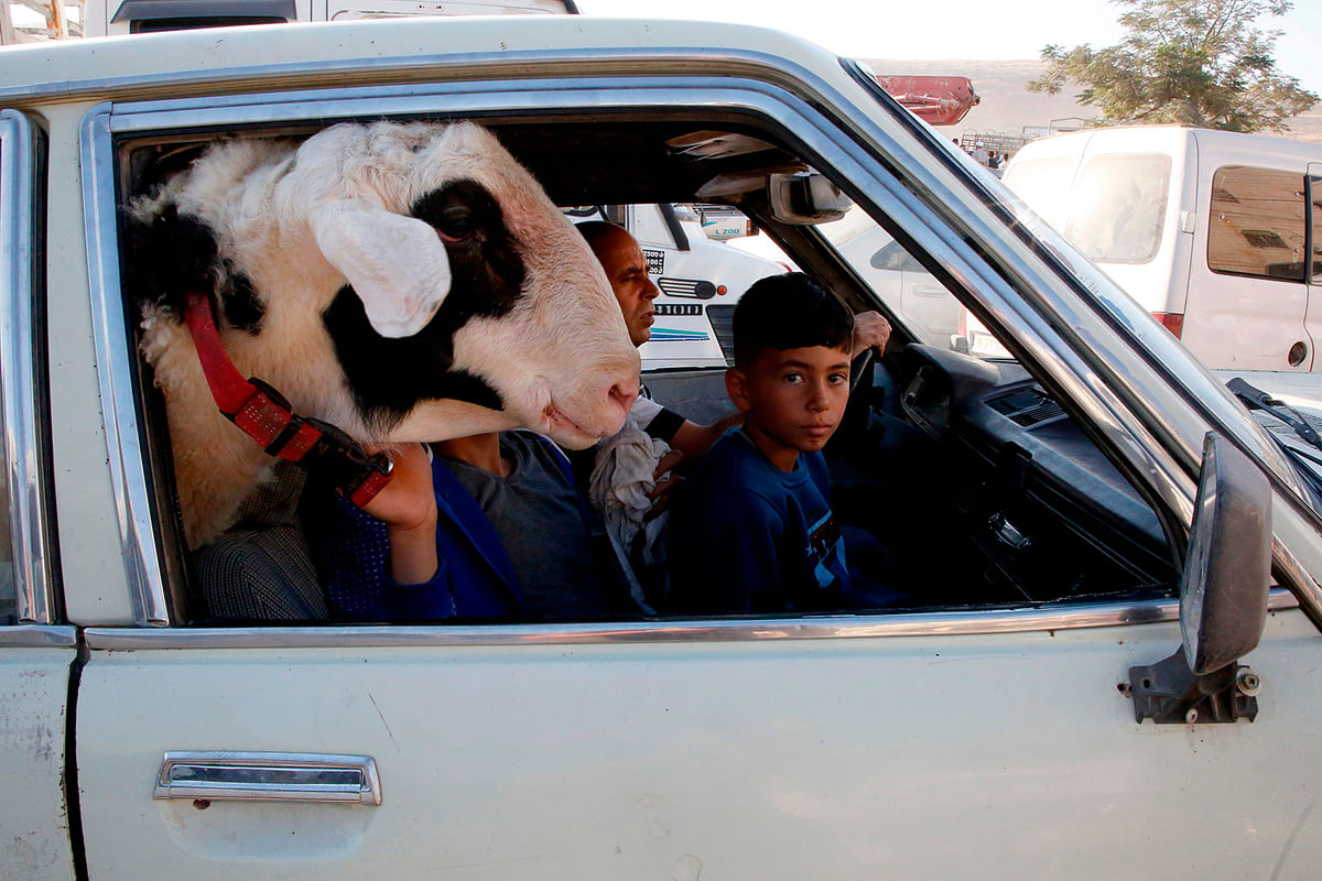 A Palestinian boy sits in a car next to a goat on their way to a livestock market in the West Bank city of Hebron on 9 August, 2019, as Muslims prepare for the Eid-ul-Azha celebrations. Photo: AFP