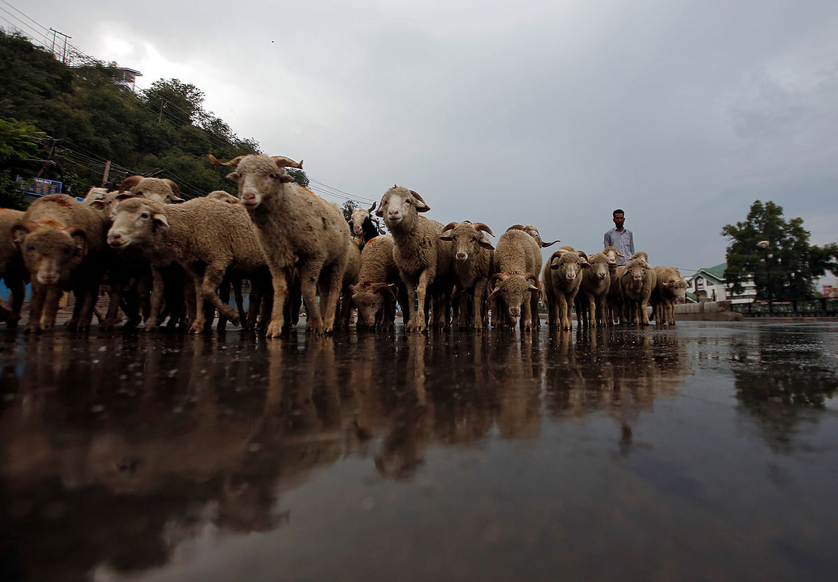 A man walks with a herd of sheep in a deserted road during restrictions after the government scrapped special status for Kashmir, in Srinagar 9 August, 2019. Photo: Reuters