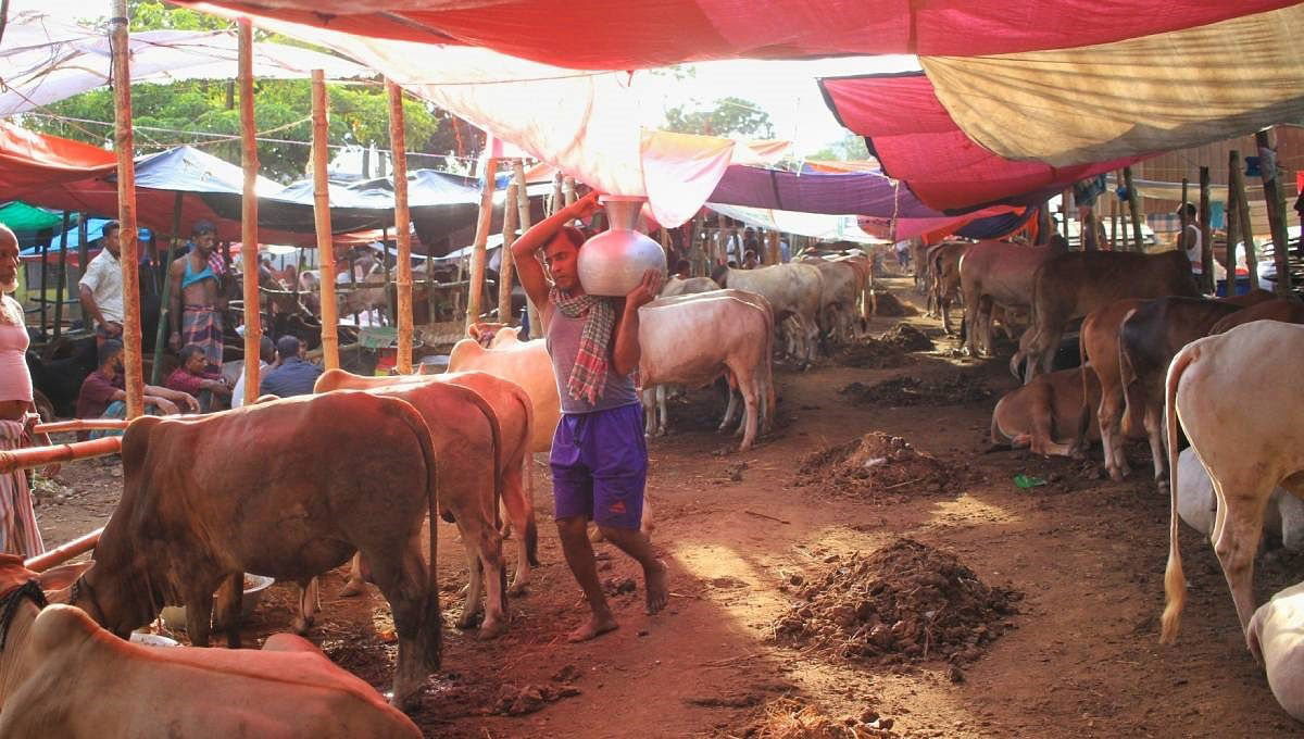 Farmers tend their cows ready to be sold at a market in Cumilla. Photo: UNB