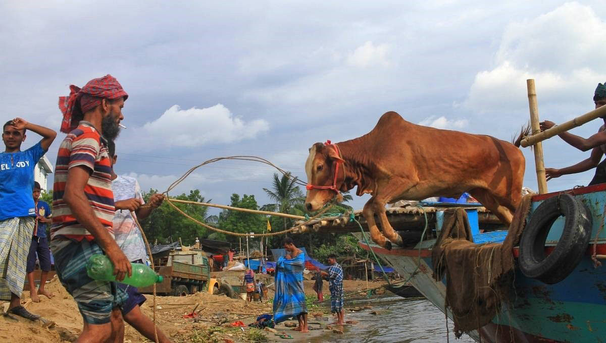 A farmer helps a cow in jumping off a boat in Cumilla. Photo: UNB