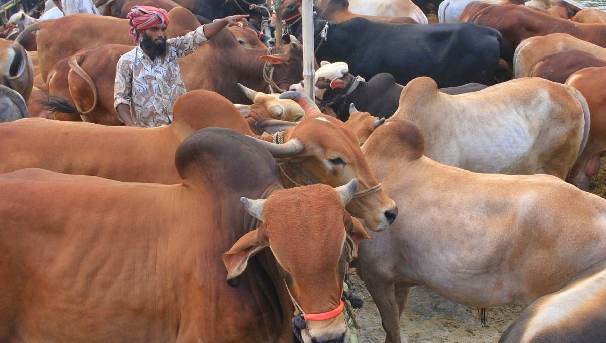 Cattles at a market in Cumilla. Photo: UNB