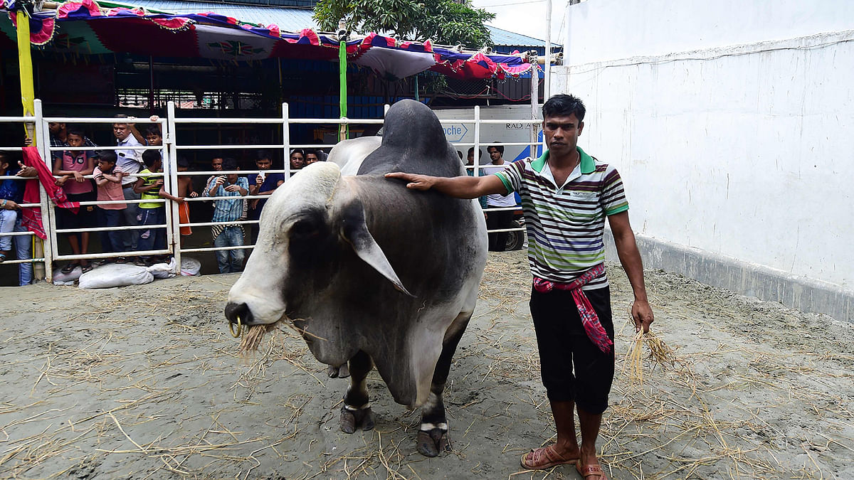 In this photograph taken on 7 August 2019, onlookers gather as a worker of the Sadeeq Agro farm walks with `Boss`, the ox which was sold for a record price of 3.7 million taka (43,750 USD), in Dhaka. Photo: AFP