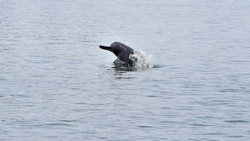 Sundarbans dolphins face threat of extinction. Photo: UNB