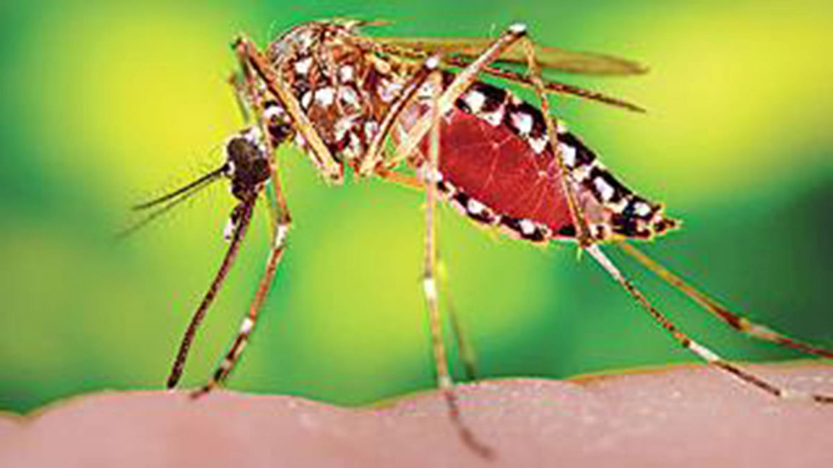 An aedes mosquito. File Photo