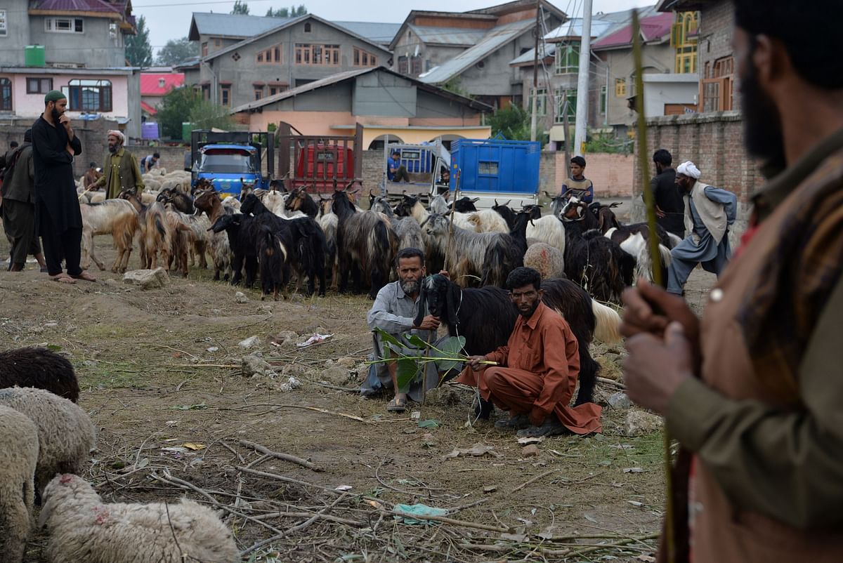 Vendors wait for customers with their livestock ahead of the Muslim`s Eid al-Adha festival during a security lockdown in Srinagar on 11 August after the Indian government stripped Jammu and Kashmir of its autonomy. Photo: AFP